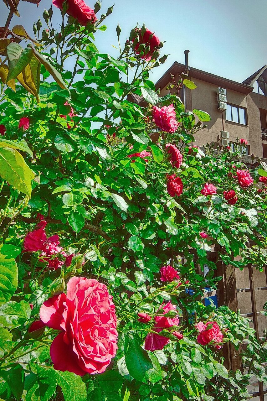 Гостиница Верона Дивноморское-68