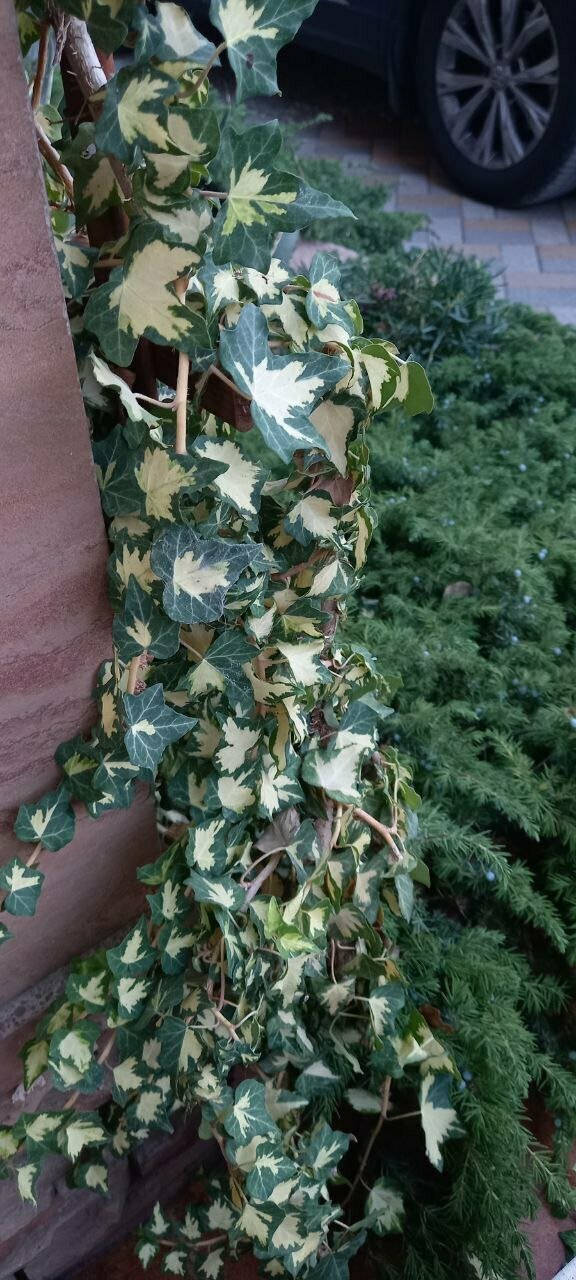 Гостиница Верона Дивноморское-107