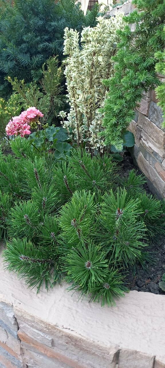 Гостиница Верона Дивноморское-109