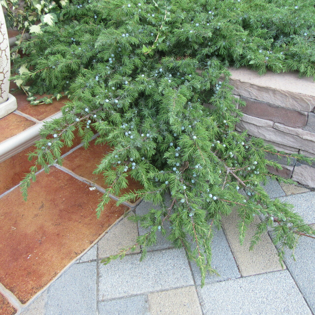 Гостиница Верона Дивноморское-112