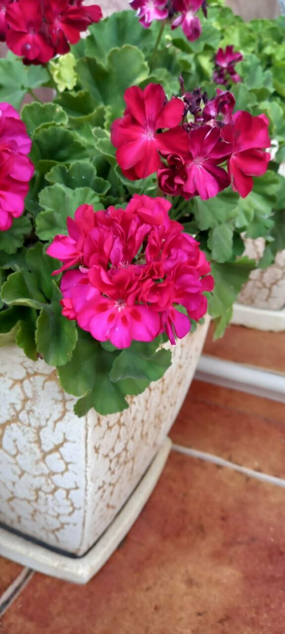 Гостиница Верона Дивноморское-117