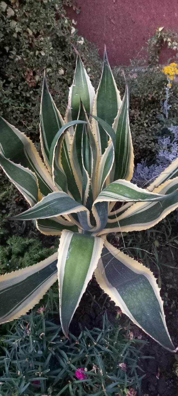 Гостиница Верона Дивноморское-95