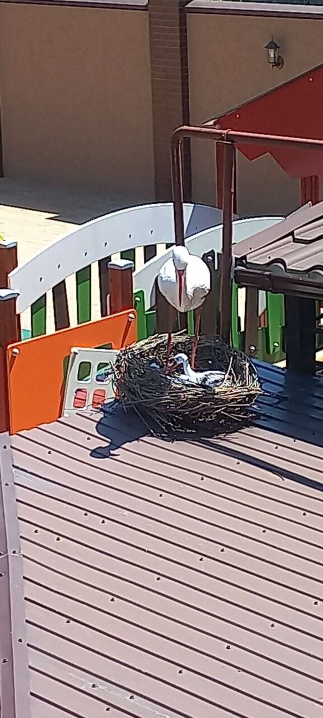 Гостиница Верона Дивноморское-91