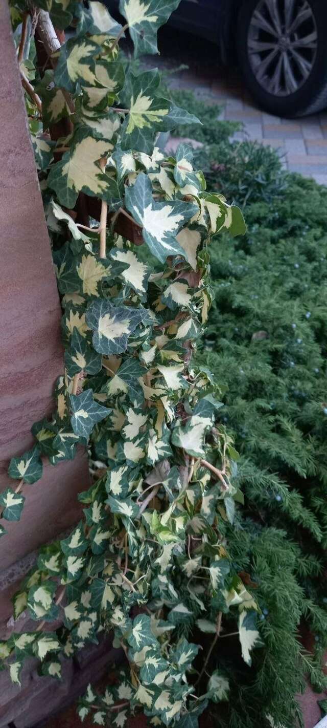 Гостиница Верона Дивноморское-106