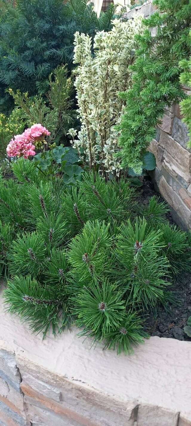 Гостиница Верона Дивноморское-108