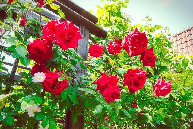 Гостиница Верона Дивноморское-73