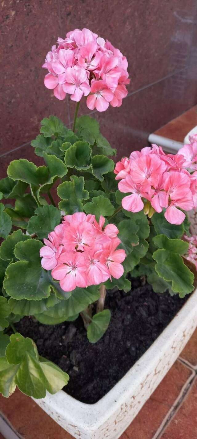 Гостиница Верона Дивноморское-90